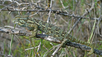 Adult female. October 2006, Pylos, Peleponnese, GR