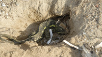 Adult female digging a nest. October 2006, Pylos, Peleponnese, GR