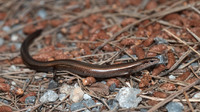 A. k. fitzingeri. June 2011, Kythira, GR