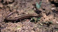A. k. stepaneki. April 2002, Babadag Forest, Dobruja, RO