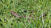 C. c. vittatus. May 2010, near Lago Quattrocchi, Sicily, IT