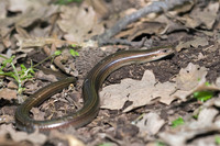 C. c. vittatus. May 2010, near Lago Quattrocchi, Sicily, IT