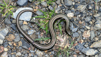 C. c. vittatus. March 2009, Castello di Quirra, Sardinia, IT