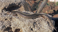 Nominate subsp. December 2005, Karpathos, GR