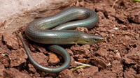Uniformly coloured individual. April 2006, PN Alcornocales, Andalusia, ES