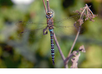 Male. August 2009, Hageven, Neerpelt, BE