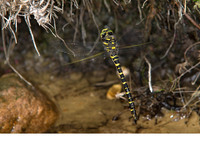 Female ovipositing. June 2010, Ziepbeekvallei, Lanaken, BE