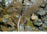 Nominate subsp. male. July 2006, Virionval, BE