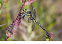 Nominate subsp. male. August 2012, Virionval, BE