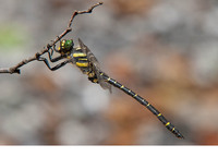 Male. June 2015, trib. Fiume Lao, Papasidero, Calabria, IT