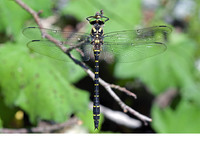 Male. June 2015, trib. Fiume Lao, Papasidero, Calabria, IT