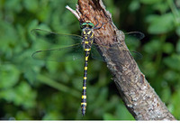 C. b. algirica male. June 2013, Sra de Grazalema, Andalucia, ES