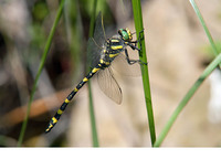 C. b. algirica male. June 2013, Sra de Grazalema, Andalucia, ES