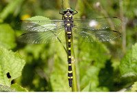 Male. July 2010, Stara Gora, Nova Gorica, SI