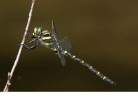 Male. June 2012, riv. Mladezhka, Strandzha NP, BG