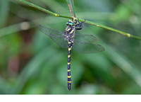 Male. June 2019, riv. Yuvarlakçay, Akyaka, Mugla, TR