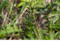 Nominate subsp. male. June 2011, Buzenol, BE