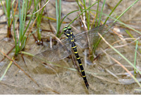 Female ovipositing. July 2009, Buzenol, BE