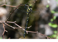 C. b. sicilica. June 2015, Serra Stella, Sila NP, Calabria, IT