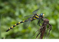 Male. June 2012, near Vetren, Silistra, BG