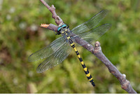 Male. June 2019, Yakapark, Yakaköy, Mugla, TR