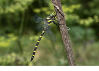Male. June 2017, Achaia, Peloponnesos, GR