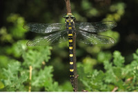 Female. June 2017, Achaia, Peloponnesos, GR