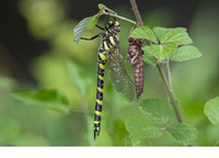 Newly emerged female with exuvium. June 2017, Achaia, Peloponnesos, GR