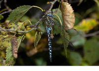 Male. September 2010, Bakkeveen, NL