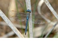 Male. August 2009, Loozerheide, Weert, NL