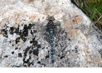 Male. August 2013, Sonnenkopf, Vorarlberg, AT
