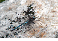 Male. August 2013, Sonnenkopf, Vorarlberg, AT