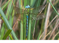 Male. August 2011, Woldlakebos, NP De Weerribben, NL