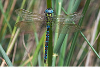 Male. August 2011, Woldlakebos, NP De Weerribben, NL