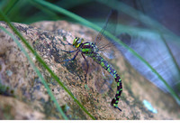 Female ovipositing. Tuinvijver Dilsen-Stokkem, BE
