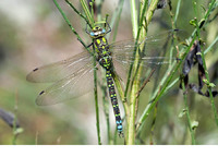 Male. August 2010, Virionval, BE