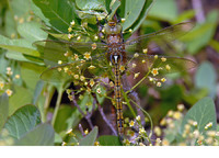 Fresh female. May 2007, Babadag Forest, Dobruja, RO