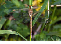 Old female. June 2010, Groesplaat, Woudrichem, NL
