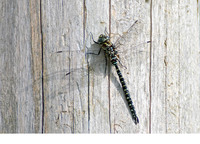 Male. September 2010, Bakkeveen, NL