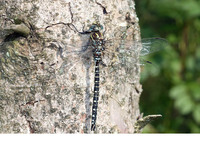 Male. September 2010, Bakkeveen, NL