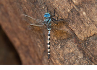 Male. June 2019, Sultaniye, Mugla, TR