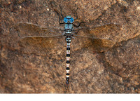Male. June 2019, Sultaniye, Mugla, TR