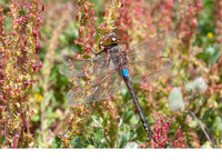 Male. April 2019, reservoir Sidi El Barak, Nefza, Béja, TN