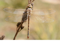 Female. April 2017, Kartong, Western Division, GM