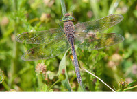 Female. April 2019, reservoir Sidi El Barak, Nefza, Béja, TN