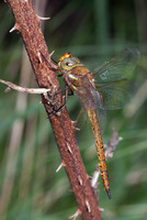 Male. May 2011, Woldlakebos, NL