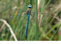 Male. July 2014, Rio Matarrana, Aragon, ES