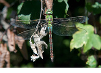 Female. August 2014, Canal de Vergières, Crau, FR