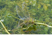 Female ovipositing. April 2007, Ghajn Rihana Valley, MT