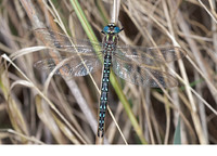Male. May 2011, NP De Weerribben, NL